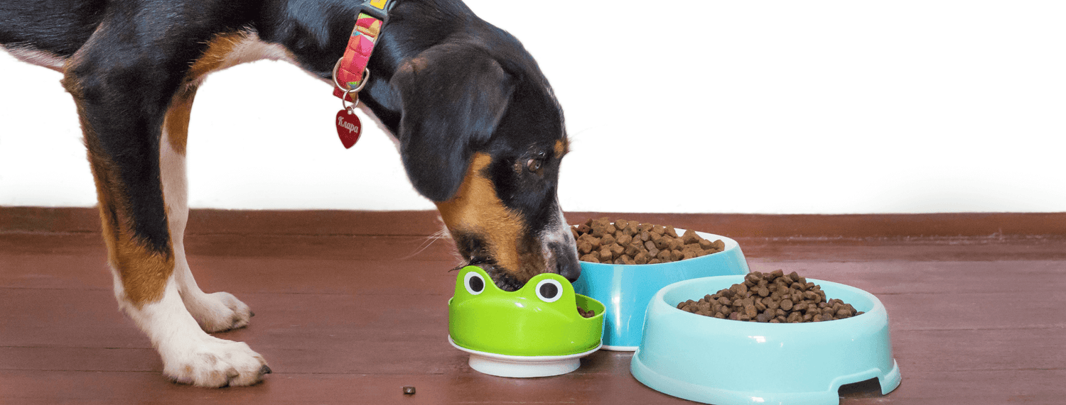 Cibo monoproteico per cani: cos'è e quando utilizzarlo
