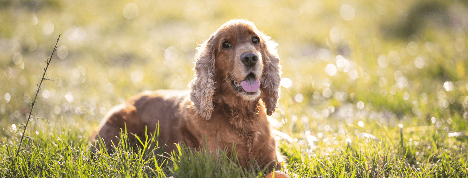 Cocker Spaniel: caratteristiche, comportamento e carattere