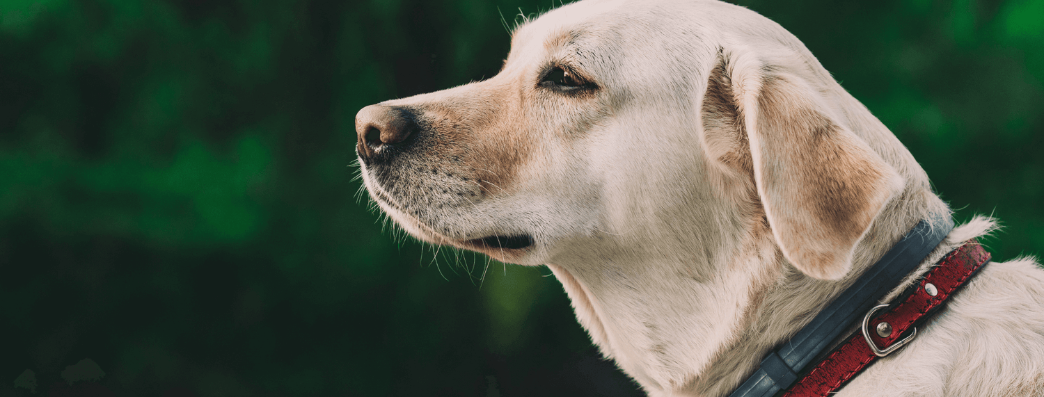 Collari per cani, ecco come scegliere