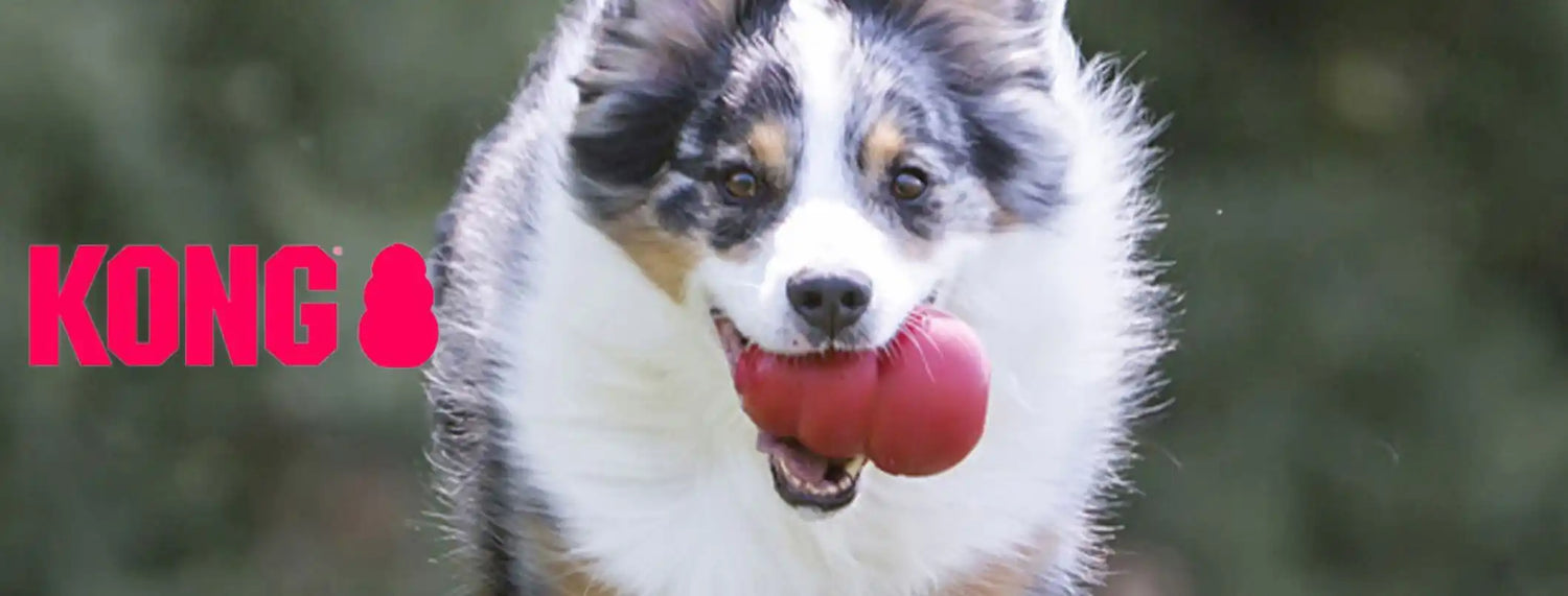 Come far giocare il tuo cane con il kong Approfondimenti, La voce del Brand, Puppy, Razze canine, Razze gatti, Veterinaria  bauzaarit.myshopify.com 