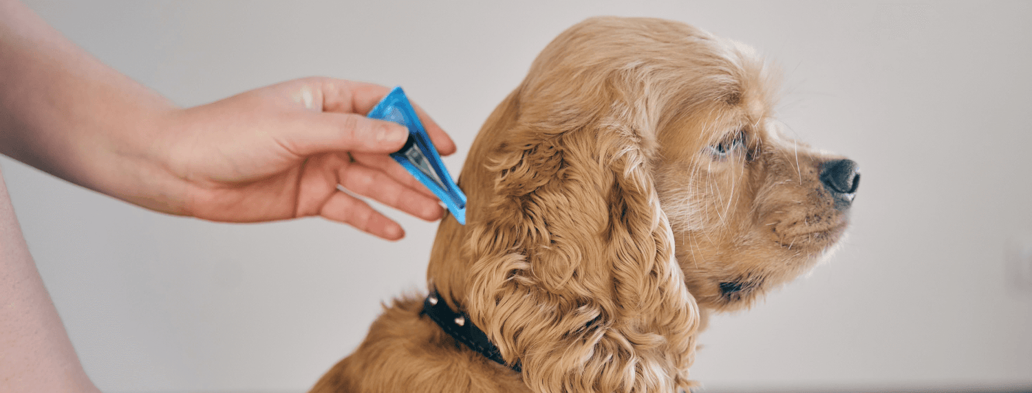 Come togliere le zecche al cane?