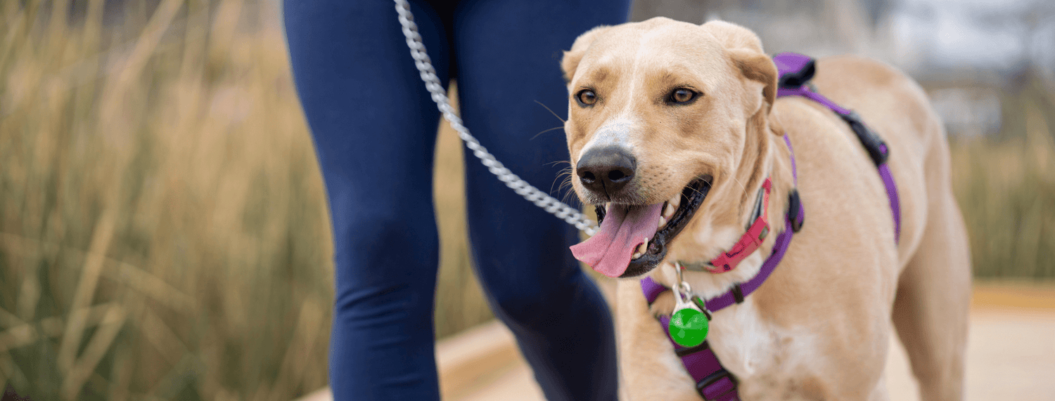 Comportamento del cane