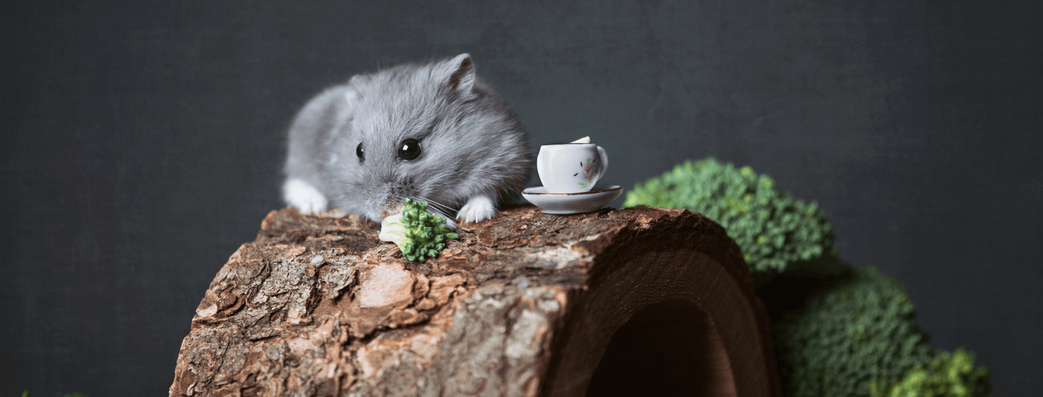 Criceti, tutto quello che c'è da sapere per una corretta gestione!