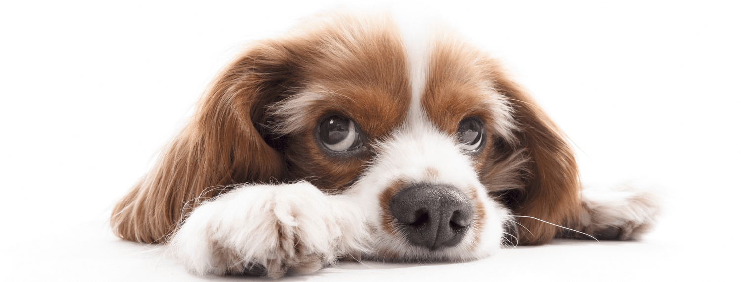 Crisi epilettiche nel cane