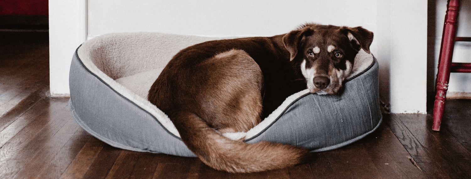 Cucce da interno per cani: come scegliere?