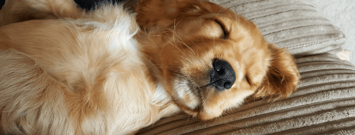 Cuccia per cani: come scegliere
