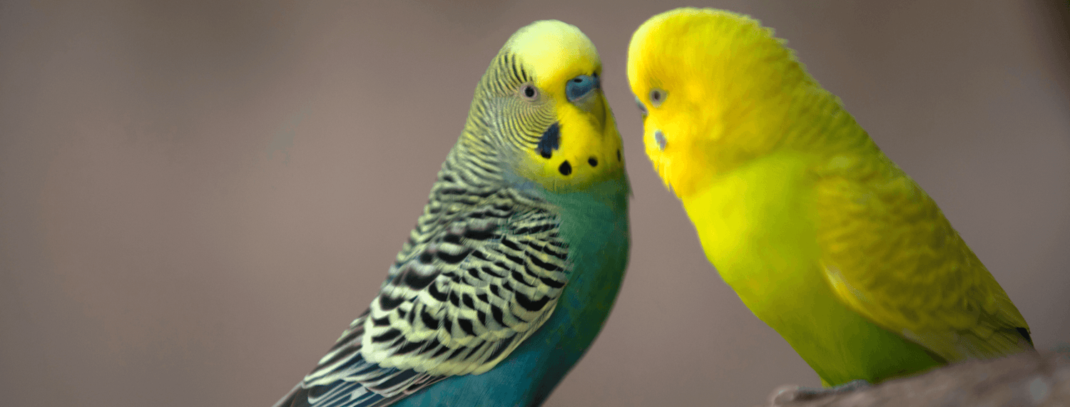 Dal parrocchetto dal collare al parrocchetto monaco: tipologie e caratteristiche