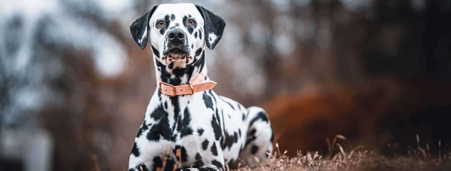 Dalmata: tutto sulla razza canina dall'aspetto elegante