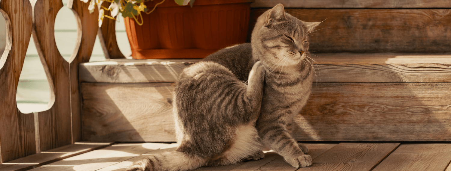 Dermatite nel cane e nel gatto
