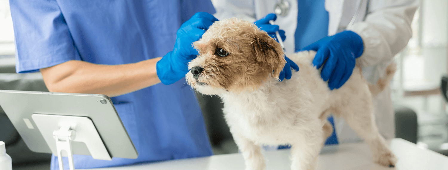 Detrazione spese veterinarie