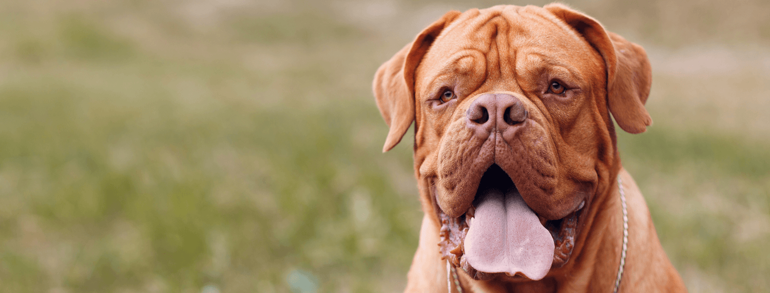Dogue de Bordeaux