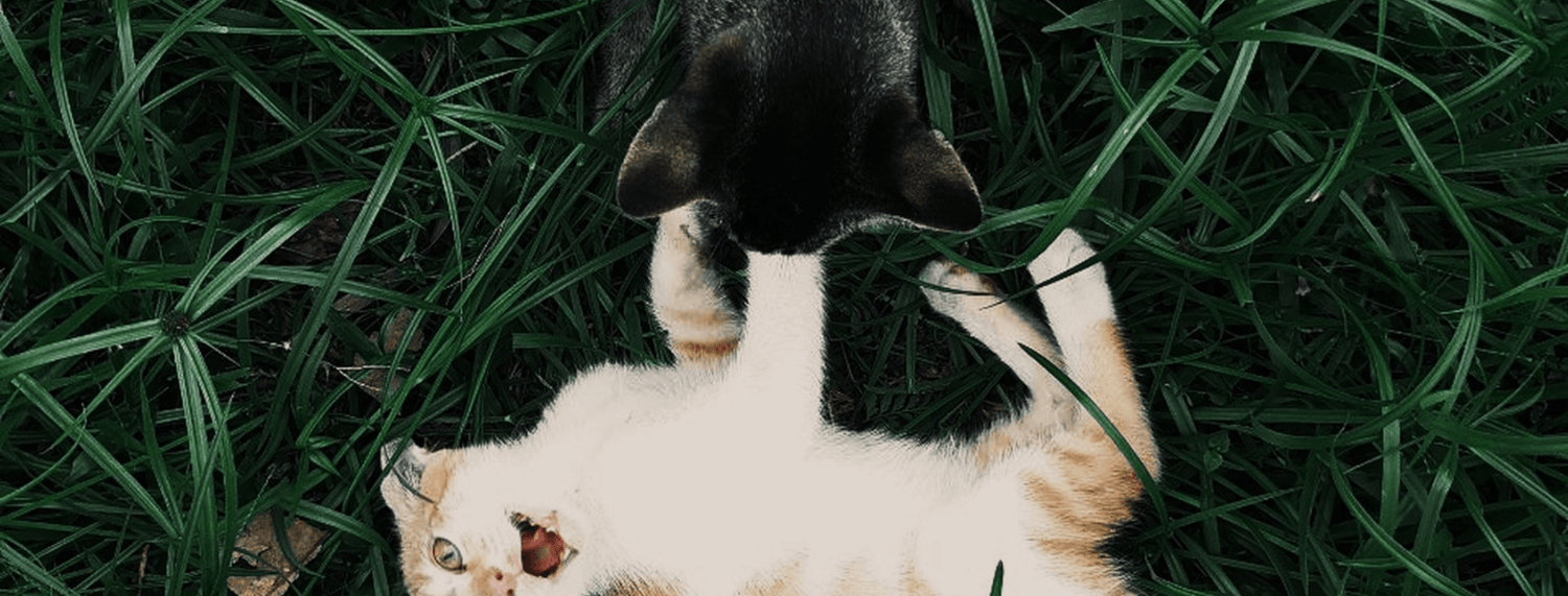 Erba gatta per gatti