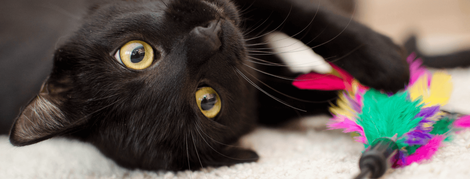 Febbraio a 2 e 4 zampe