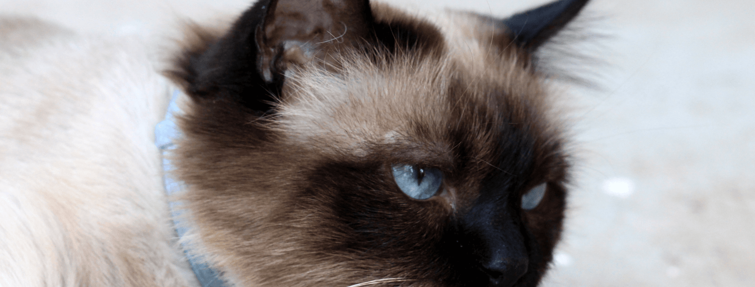 Gatto Sacro di Birmania