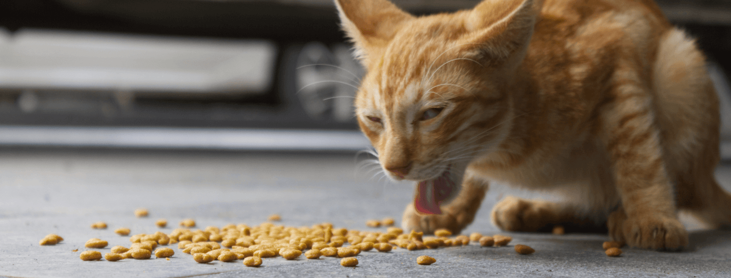 Gatto con il vomito: cause e possibili cure