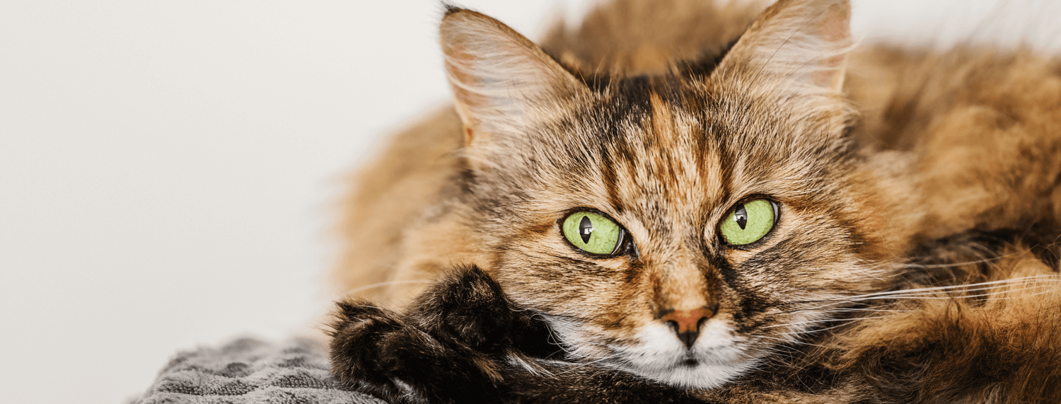 Gatto delle foreste norvegesi