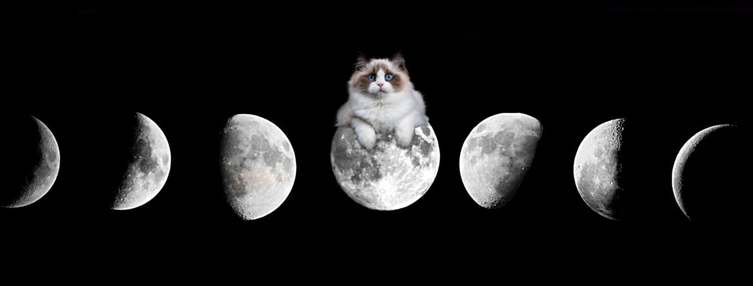 Gatto e luna, binomio magico!