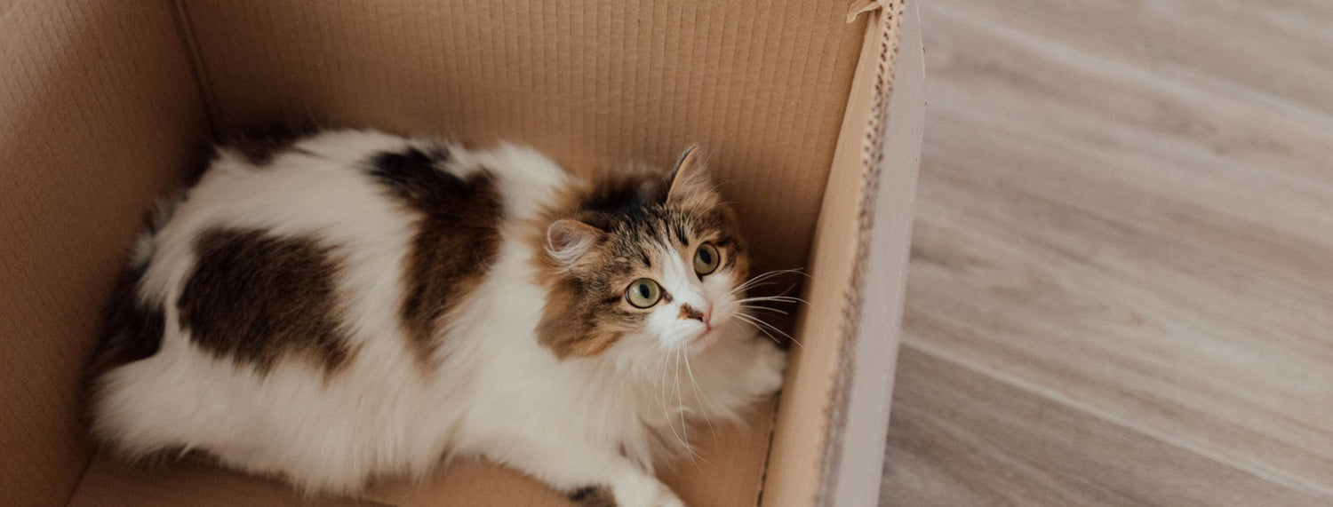 Gatto introverso? Gioia assicurata!