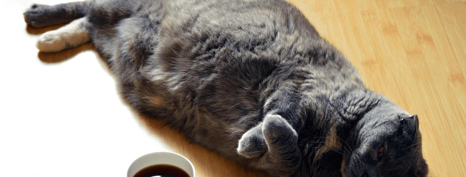 Gatto obeso