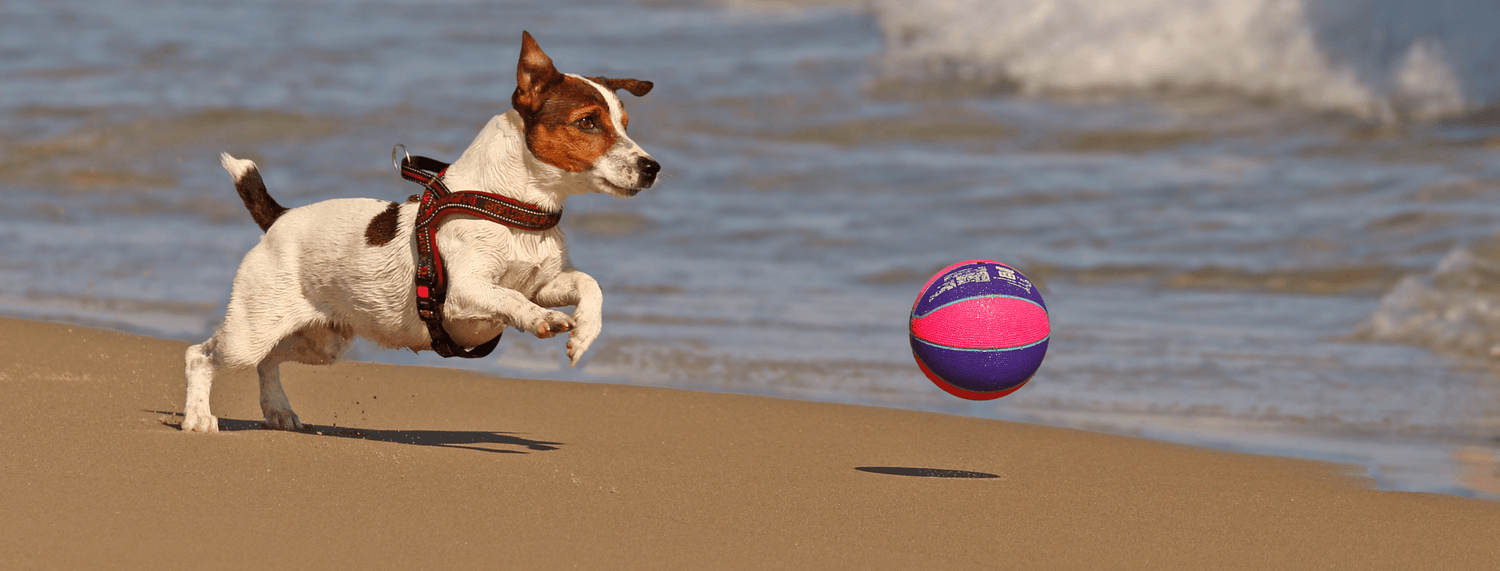 Giochi per cani: addestramento e divertimento