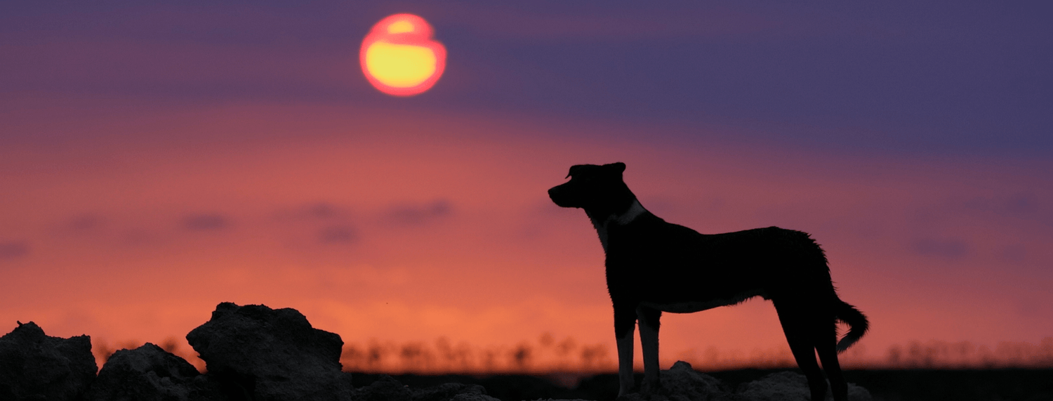 Giugno a 2 e 4 zampe