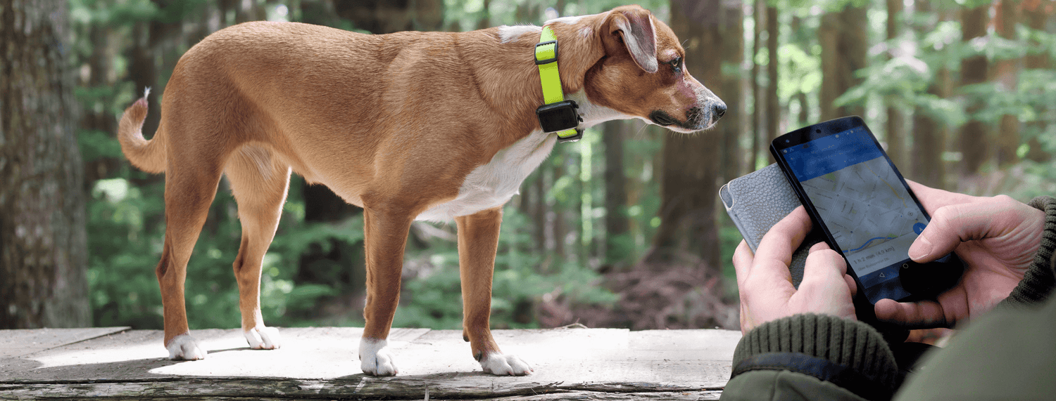 Gps per cani, perchè sono utili