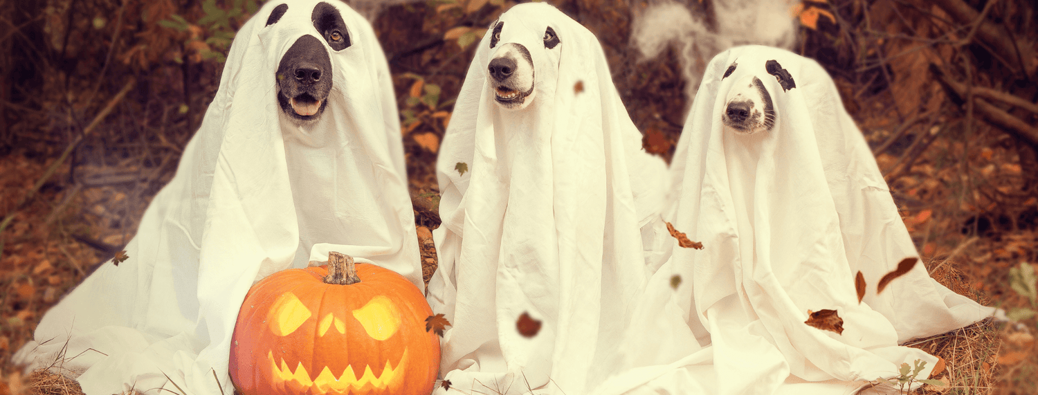 Halloween con i nostri pelosi