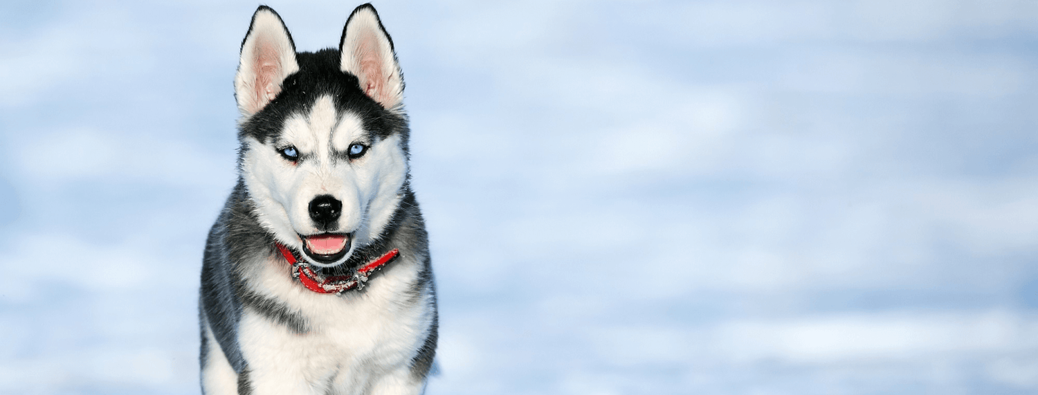Husky: caratteristiche, comportamento e carattere