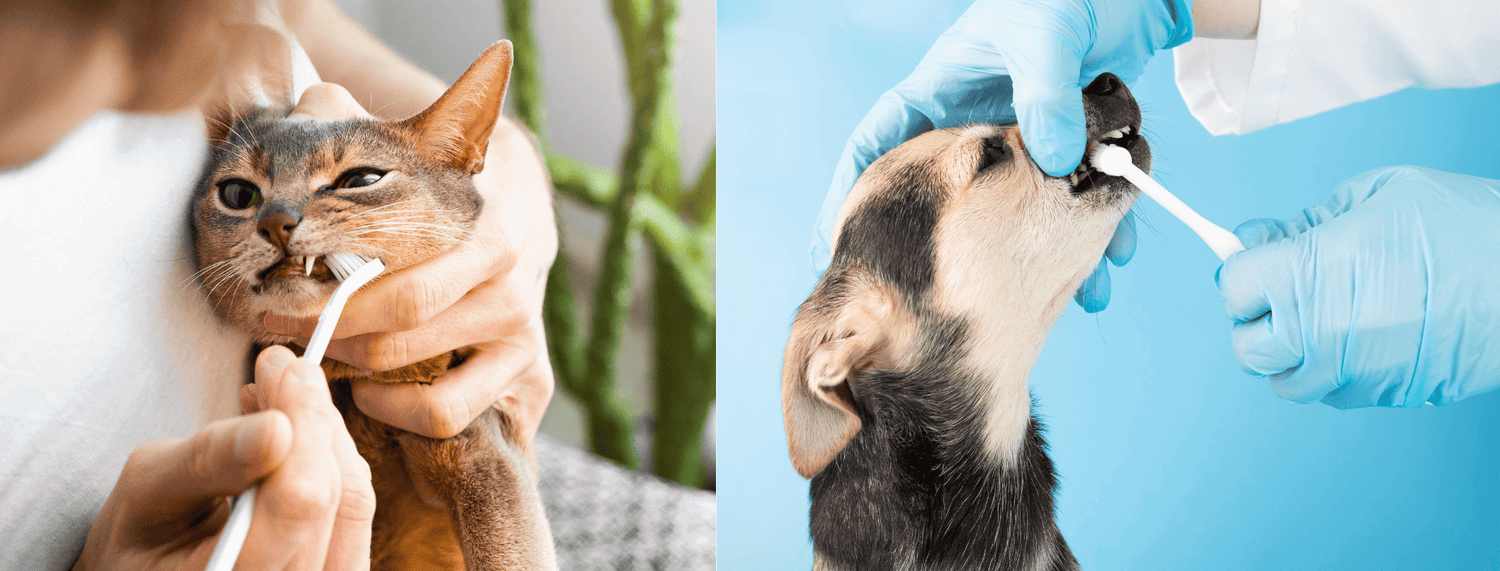 I denti del cane e del gatto: conosci le differenze?