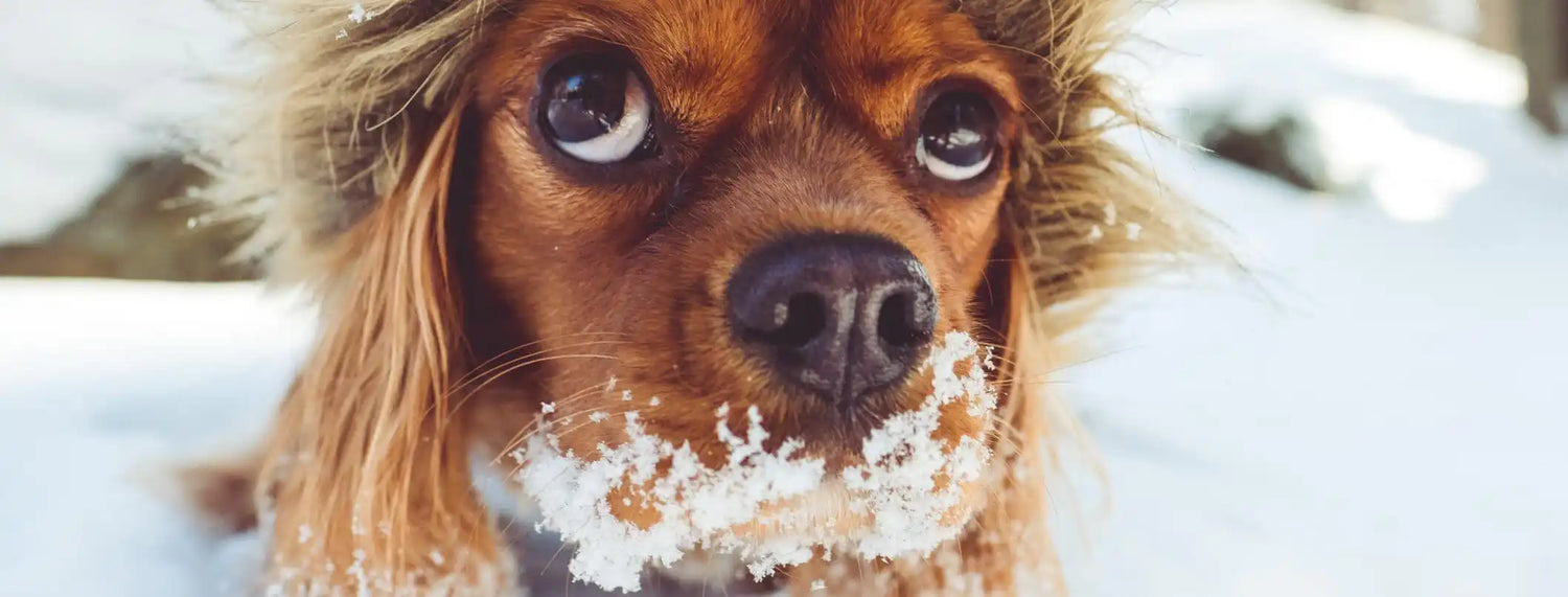 I primi freddi, raffreddore in arrivo per i tuoi animali? Approfondimenti, La voce del Brand, Puppy, Razze canine, Razze gatti, Veterinaria  bauzaarit.myshopify.com 