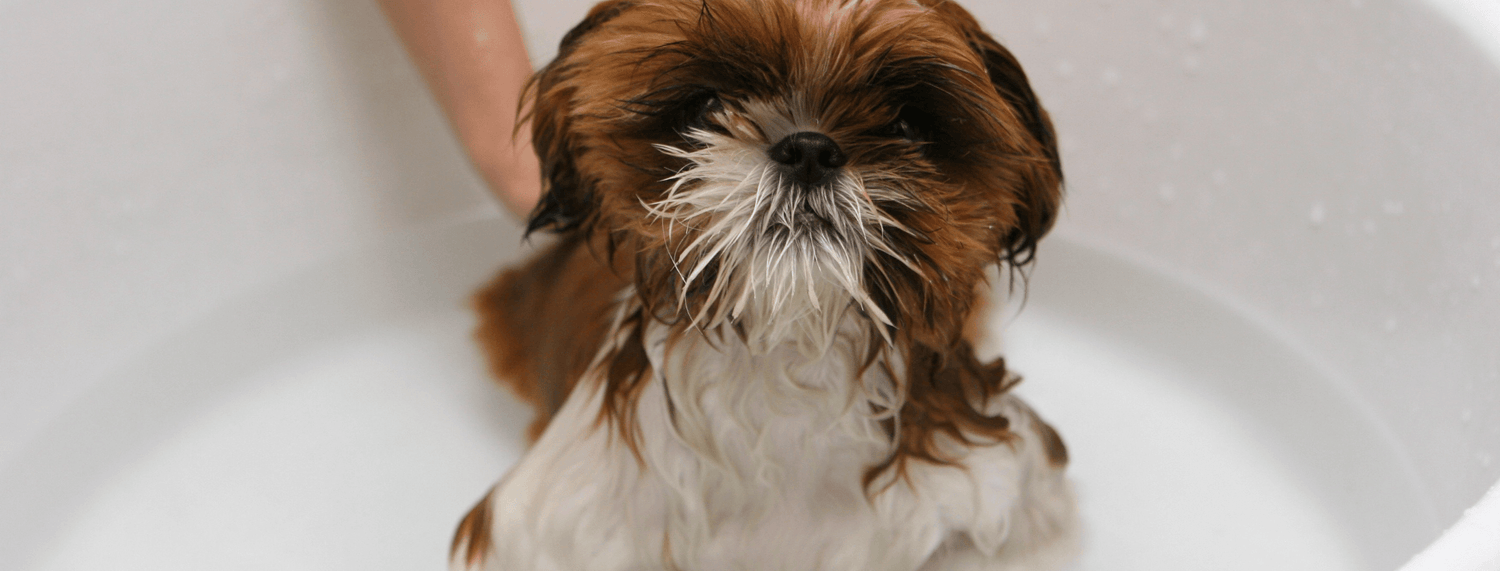 Igiene del Cane: le 4 regole fondamentali