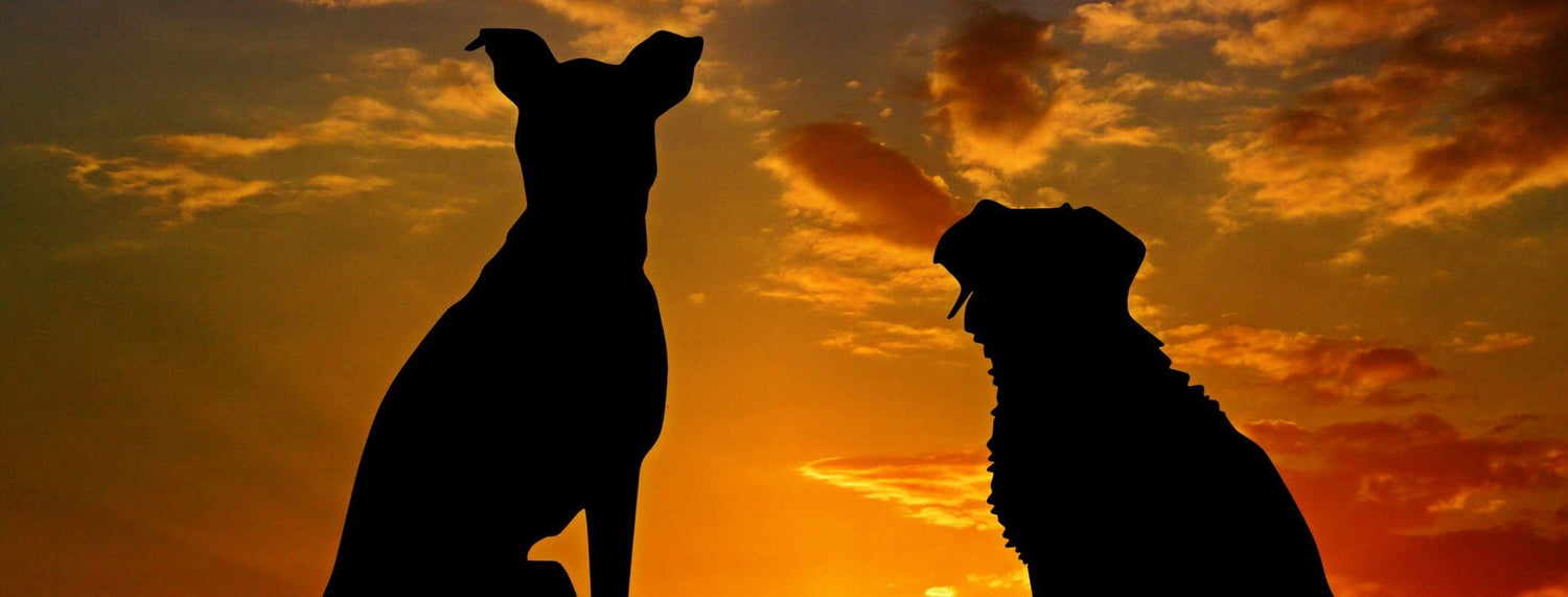 Il cane: il tuo sole!