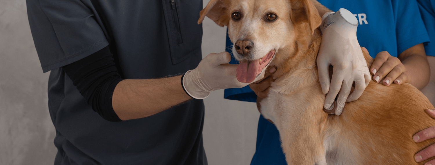 Il diabete nel cane e nel gatto: cosa c'è da sapere