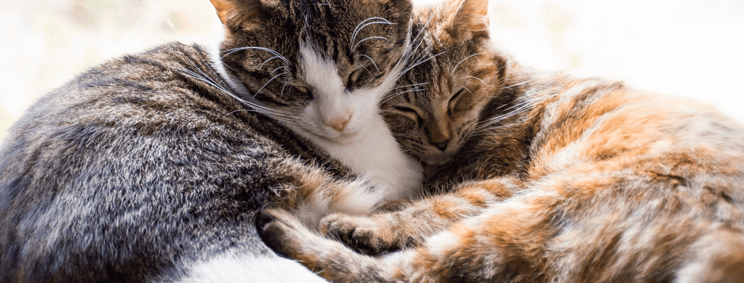 Il linguaggio dei gatti