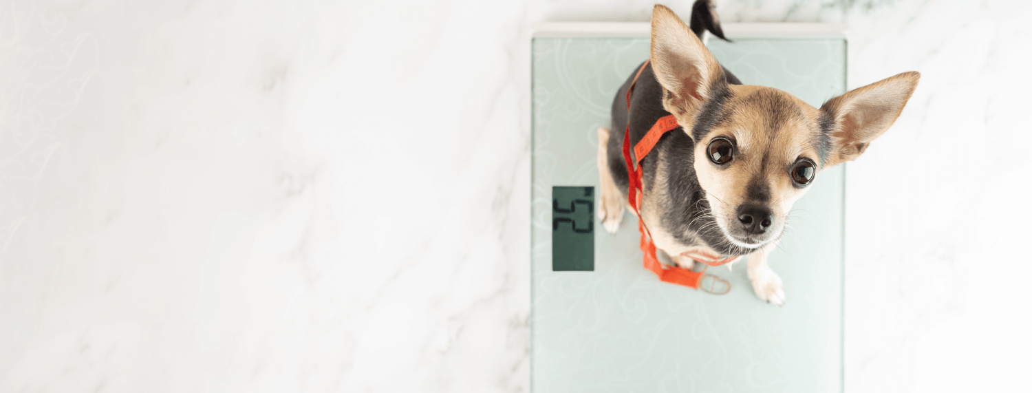 Il peso forma nel cane