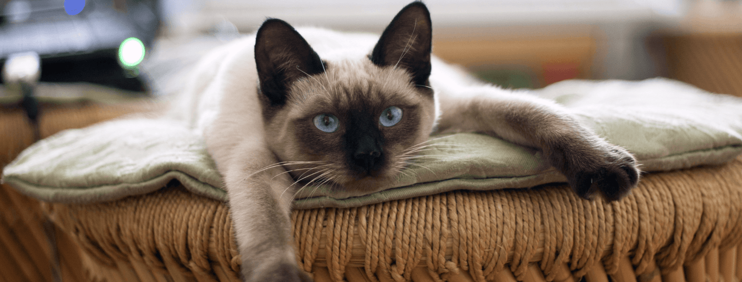 In vacanza con i gatti: cose da sapere