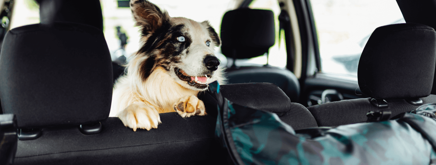 In viaggio con il cane e il gatto