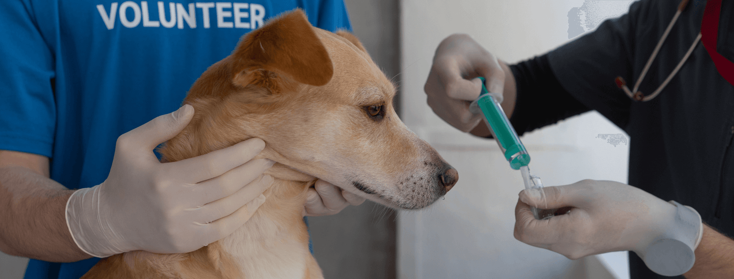 Integratori per cani, perchè sono utili all'alimentazione