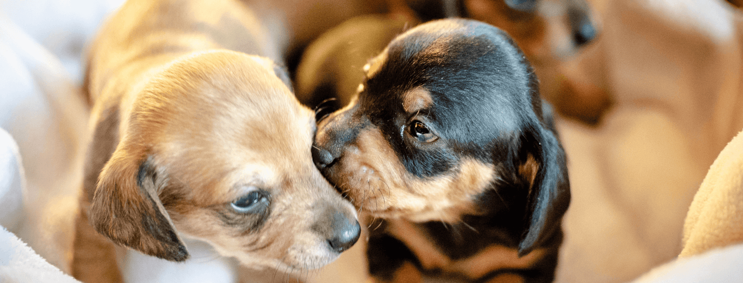 L'arrivo di un cucciolo in casa: cosa fare?