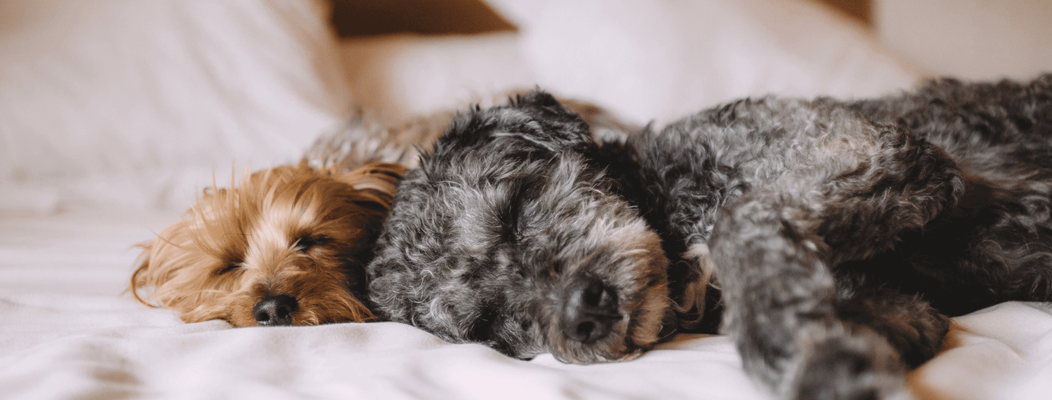 L'artrosi nel cane