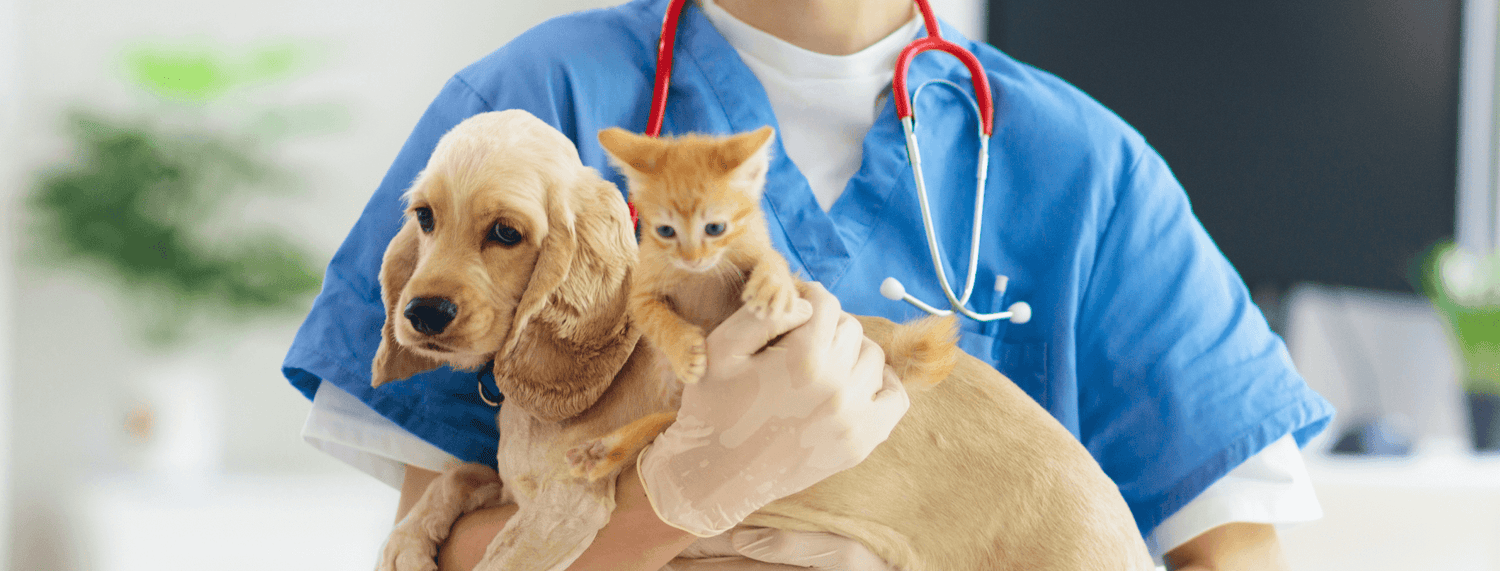 Parvovirosi: malattia del cane e del gatto