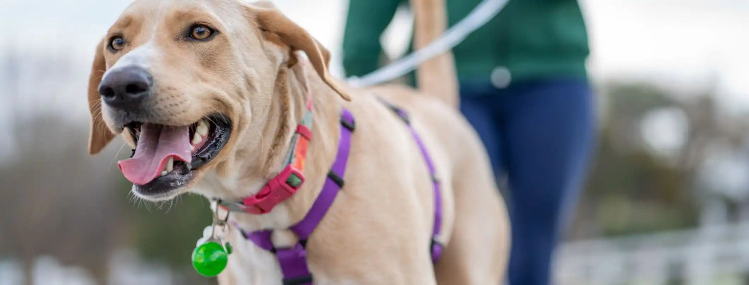 La differenza fra guinzagli e pettorine Approfondimenti, La voce del Brand, Puppy, Razze canine, Razze gatti, Veterinaria  bauzaarit.myshopify.com 