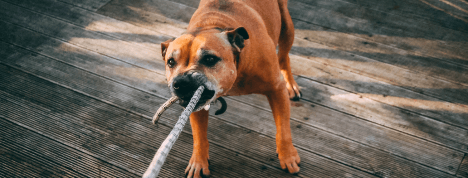 La rabbia del cane: sintomi e cura