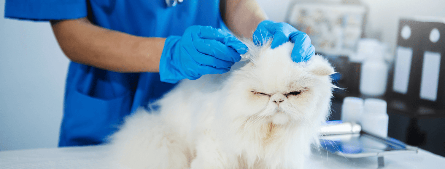 Le malattie trasmesse dalle pulci nel gatto