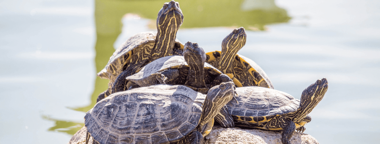 Le tartarughe d’acqua dolce: consigli e curiosità