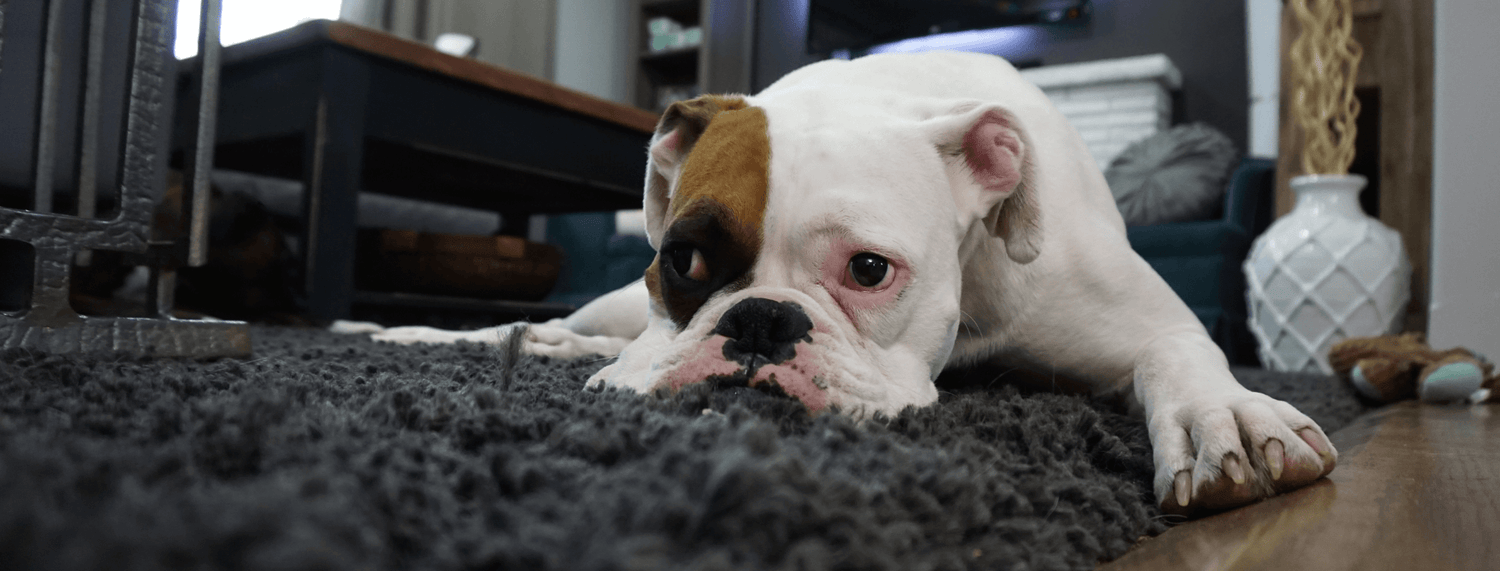 Leishmaniosi nel cane