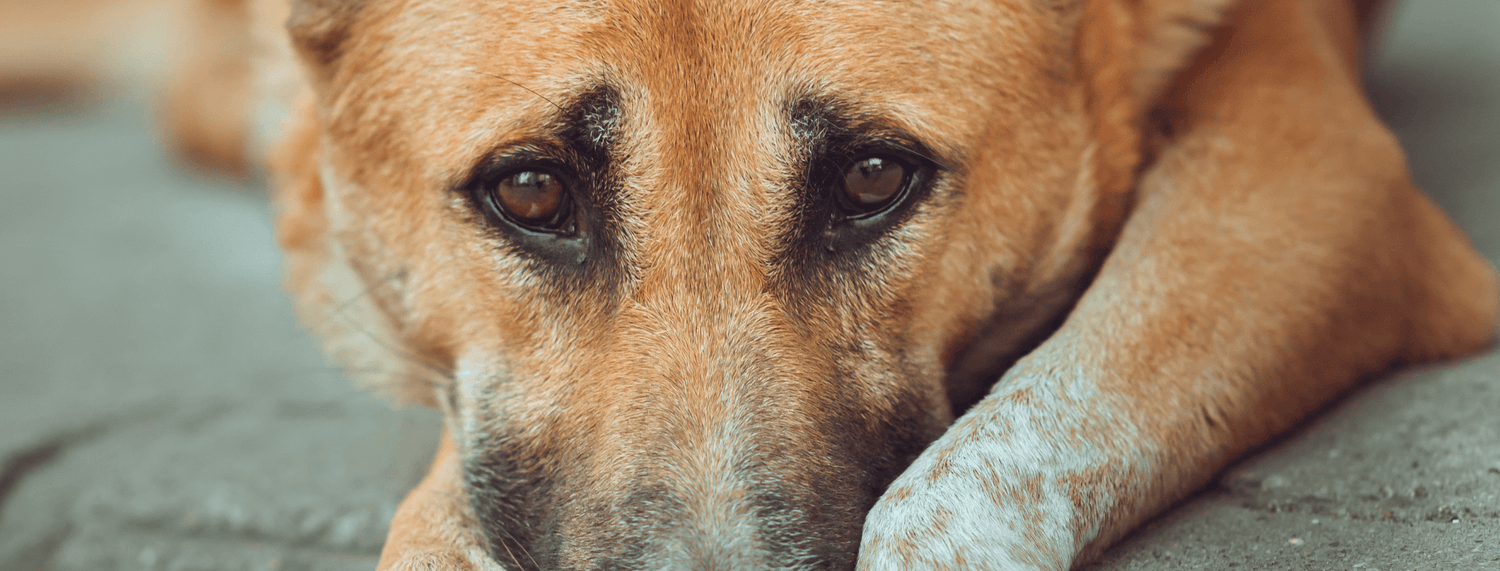 leptospirosi è una malattia batterica del cane 