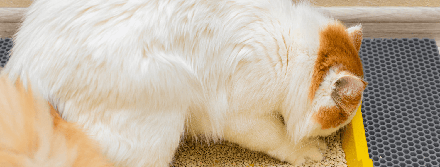 Lettiera biodegrabile per gatti