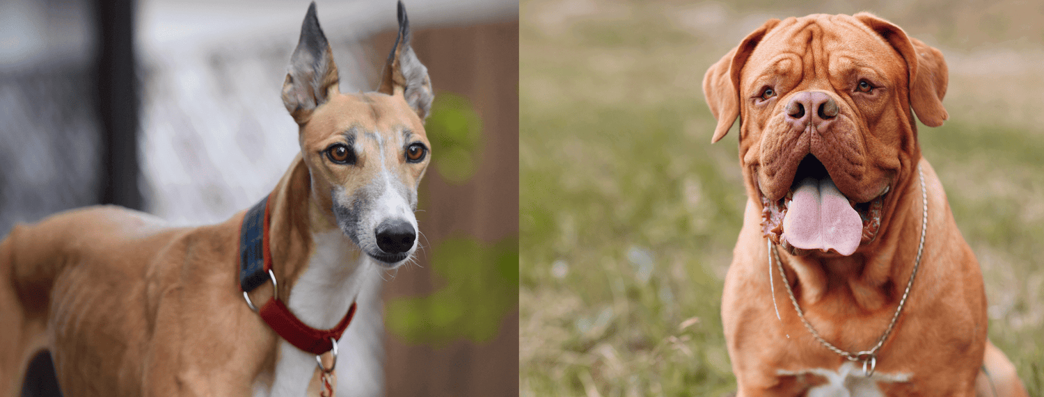 Levriero o mastino: quale cane scegliere?