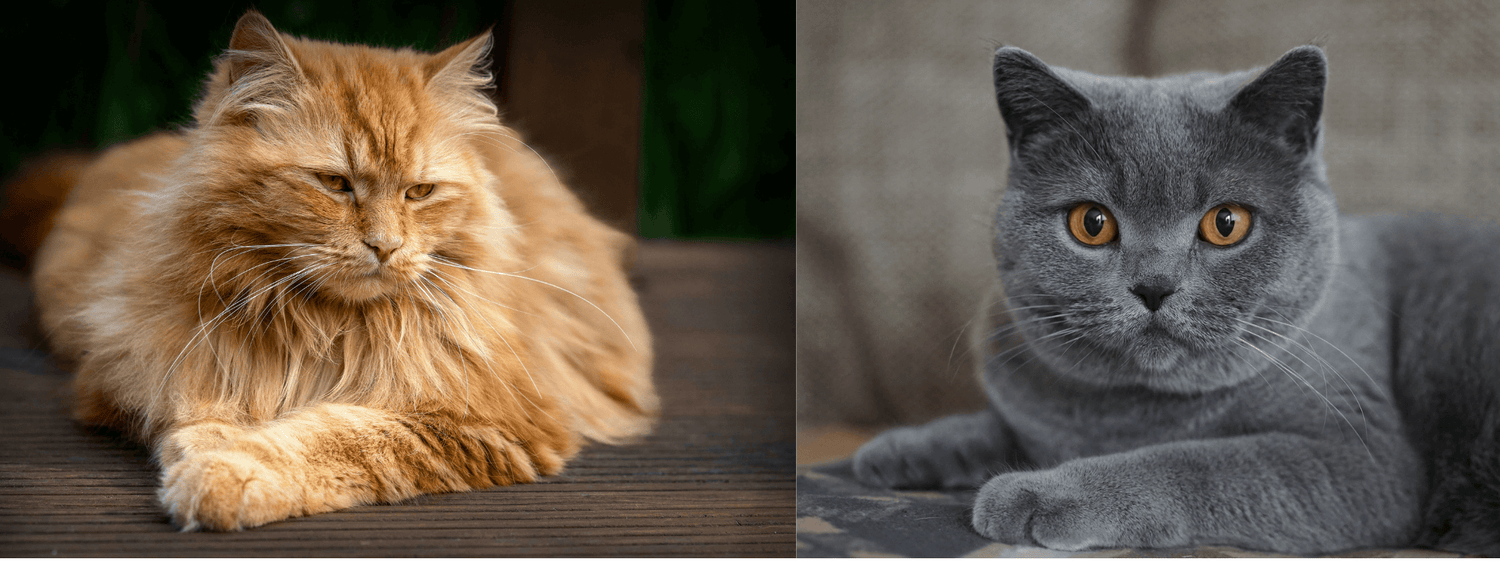 Maine Coon o Certosino?